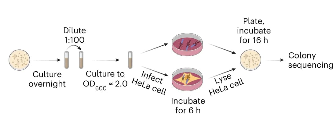 Open access visualization of Workflow, Flowchart, Illustration, sRNAs, HeLa cells