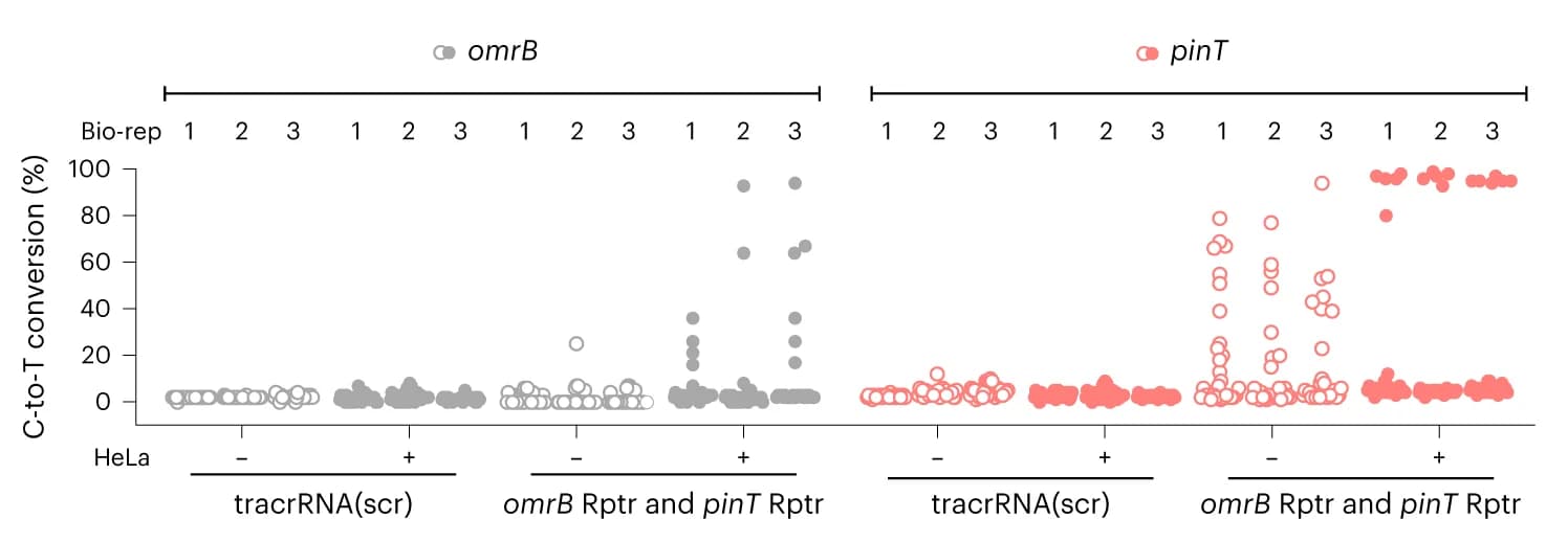 Open access visualization of Scatter Plot, Colony sequencing, OmrB, PinT