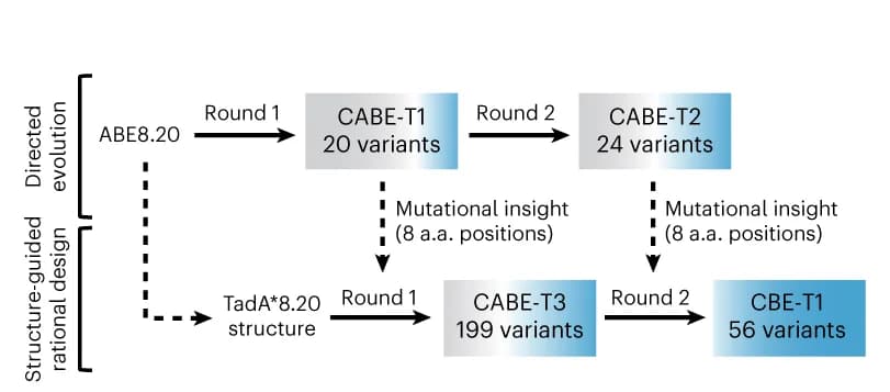 Open access visualization of Workflow, Flowchart, CBE-T Editor, Directed Evolution, Protein Engineering