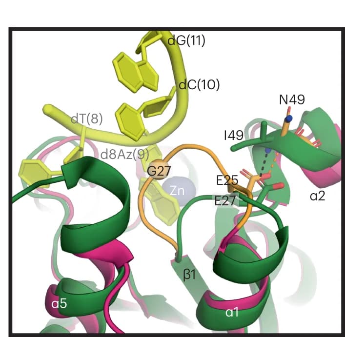 Open access visualization of Protein Structure, Chemical Structure, TadA*8.20, TADAC-1 Variants, ssDNA Binding