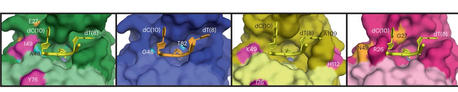 Open access visualization of Protein Structure, Chemical Structure, Active Site Cavities, TadA*8.20, TADAC-1 Variants