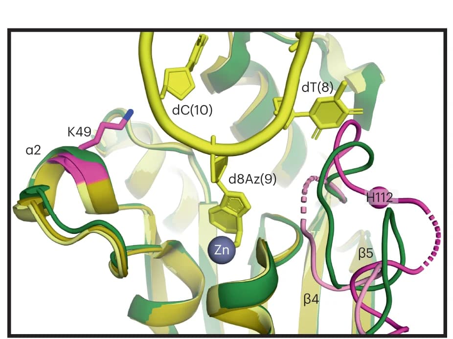 Open access visualization of Protein Structure, TADAC-1.14, TadA*8.20, Monomers, ssDNA-bound