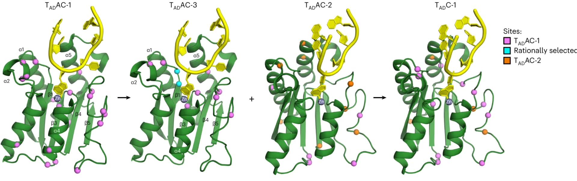 Open access visualization of Protein Structure, TadA*8.20 monomer, ssDNA, Substitution sites, TADAC-1 variants