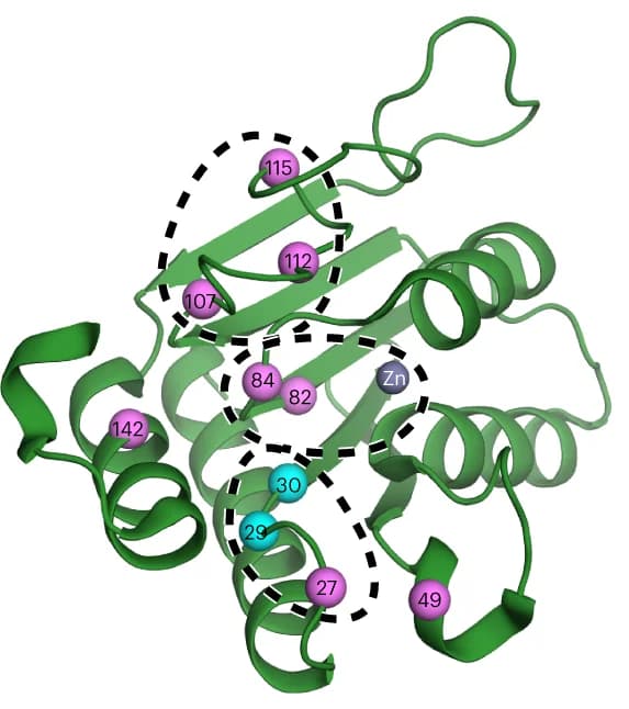 Open access visualization of Protein Structure, TadA*8.20 structure, Substitution sites, TADAC-3, Substrate tolerance