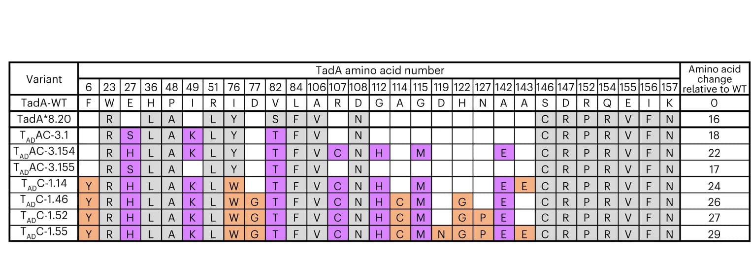 Open access visualization of Table Image, Substitutions, TadAs, CABE-T3 editors, TADAC-3 deaminases