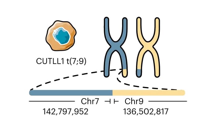 Open access visualization of Illustration, Chromosomal Translocation, CUTLL1 Cells