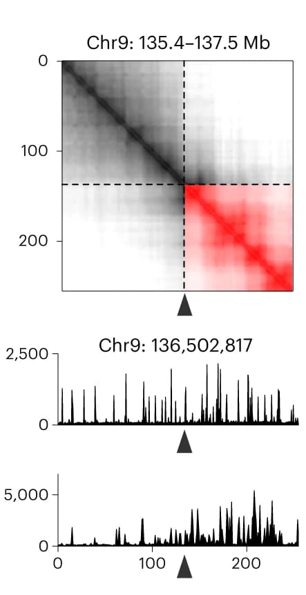 Open access visualization of Heatmap, Line Plot, Chromosome 9, CUTLL1 Cells