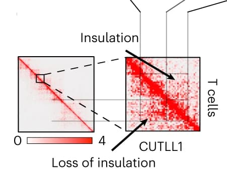 Open access visualization of Heatmap, Hi-C Matrices, CUTLL1 Cells, T Cells, CHD4 Locus