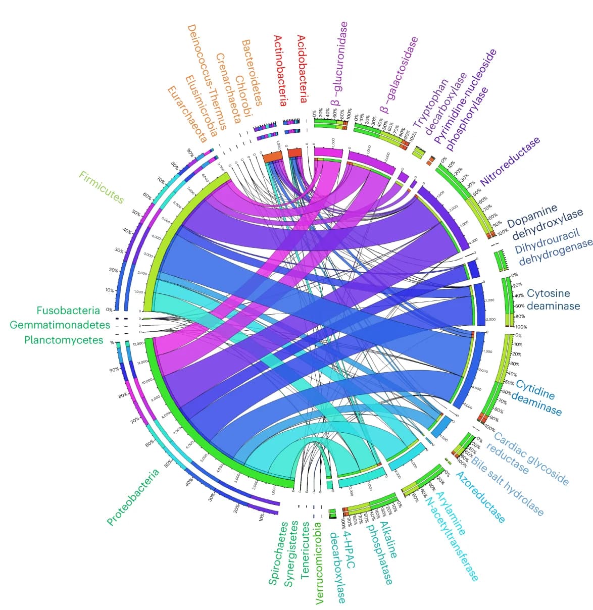 Open access visualization of Chord, Strains, Drug enzymes, Transport proteins, Phyla