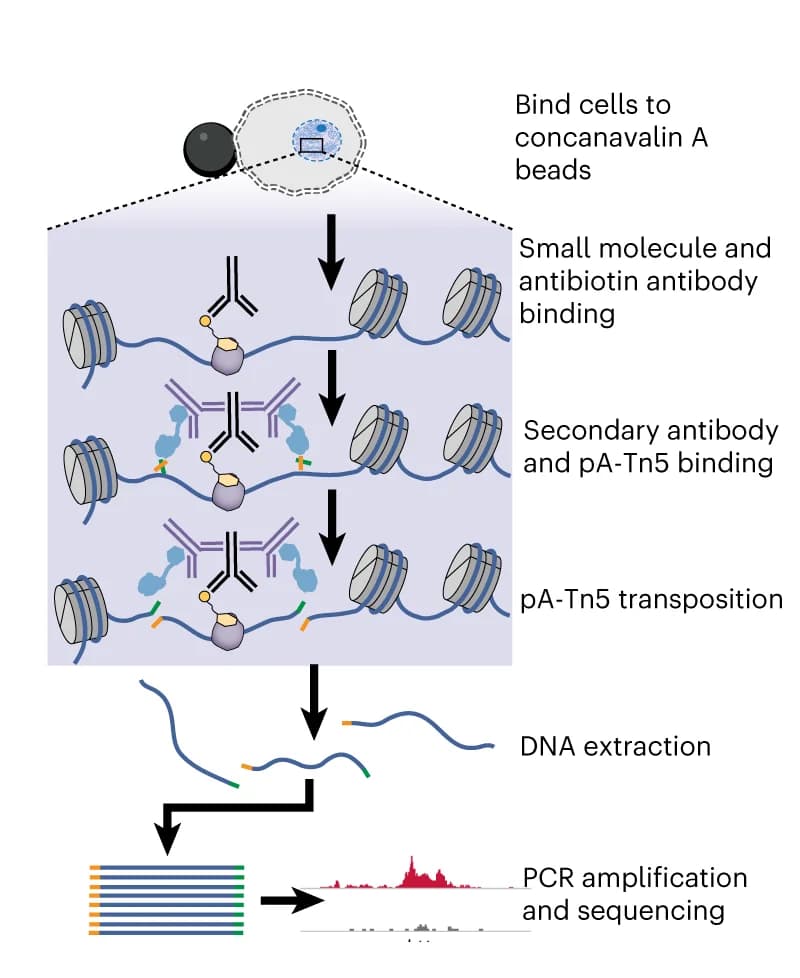 Open access visualization of Workflow, Illustration, Line Plot, Chem-map, Permeabilized cells