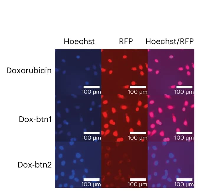 Open access visualization of Microscopy, U2OS Cells, Nuclear Enrichment, Doxorubicin Derivatives, Hoechst 33342