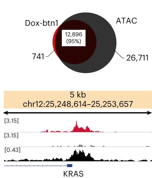 Open access visualization of Venn Diagram, Line Plot, Doxorubicin, Binding Sites, Open Chromatin