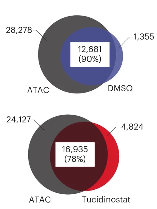 Open access visualization of Venn Diagram, Dox-btn1 Binding Sites, ATAC-seq, Vehicle, Tucidinostat