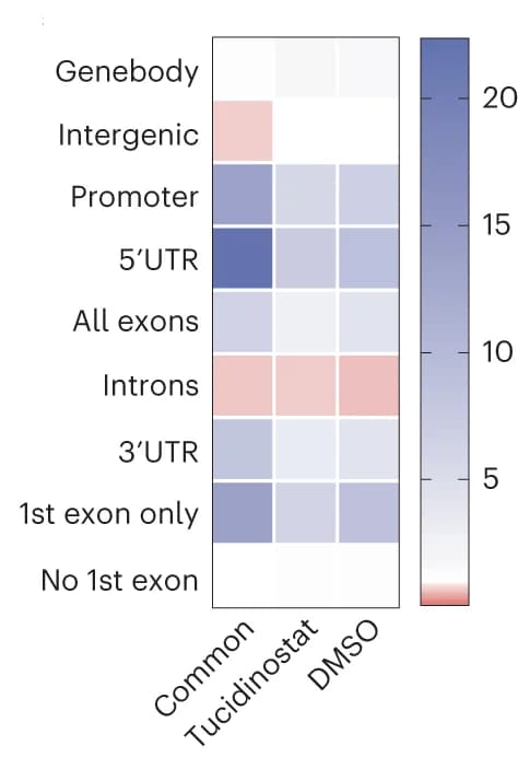 Open access visualization of Heatmap, Enrichment Analysis, Dox-btn1 Chem-map Peaks, Genomic Features, GENCODE