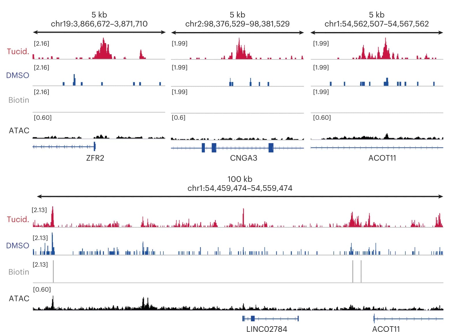 Open access visualization of Line Plot, Bar Plot, Genome Browser, Dox-btn1 Binding, Tucidinostat