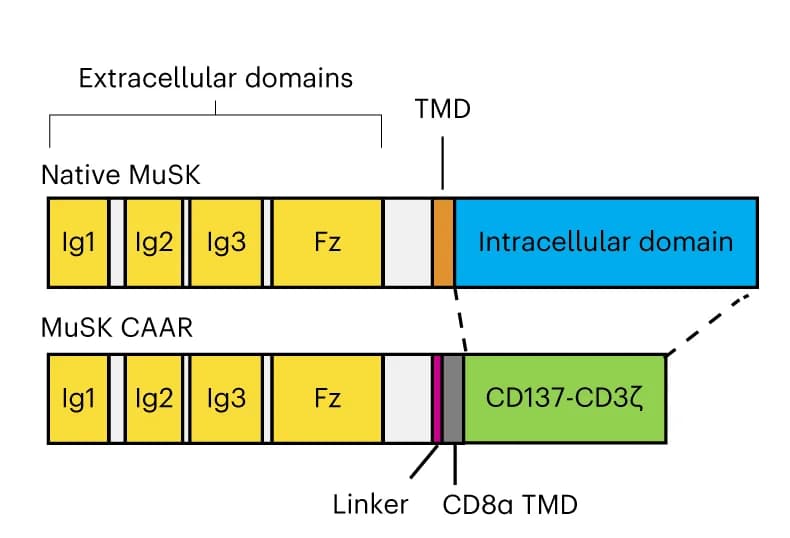 Open access visualization of Illustration, Workflow, MuSK, Tyrosine Kinase, Ectodomain