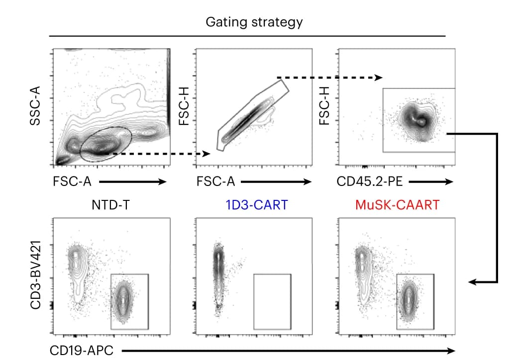 Open access visualization of Scatter Plot, B Cells, Spleen, Lymph Nodes, Flow Cytometry