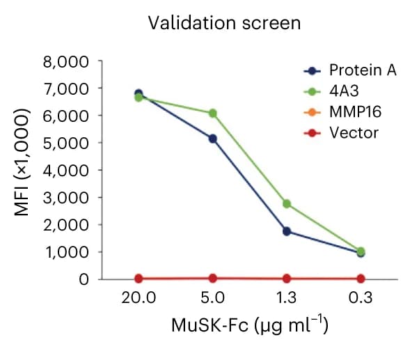 Open access visualization of Line Plot, MuSK-Fc, MMP16, Mean Fluorescence Intensity, Protein A
