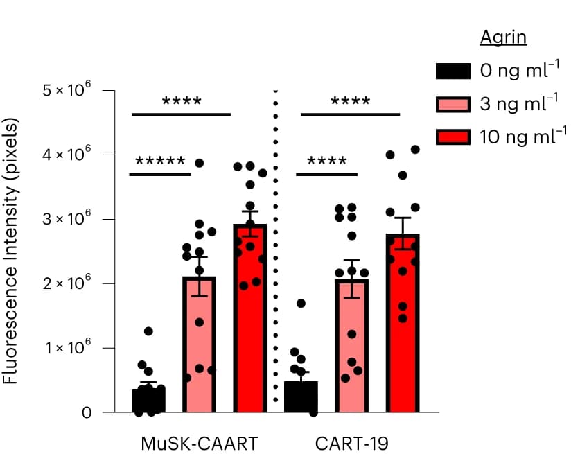 Open access visualization of Bar Plot, Error Bars, Clustered, Scatter Plot, AChR clustering