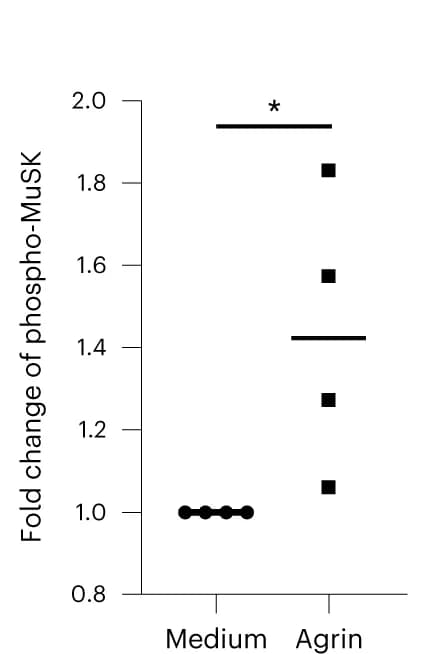 Open access visualization of Scatter Plot, Human myotubes, Agrin, MuSK phosphorylation, phospho-MuSK ELISA