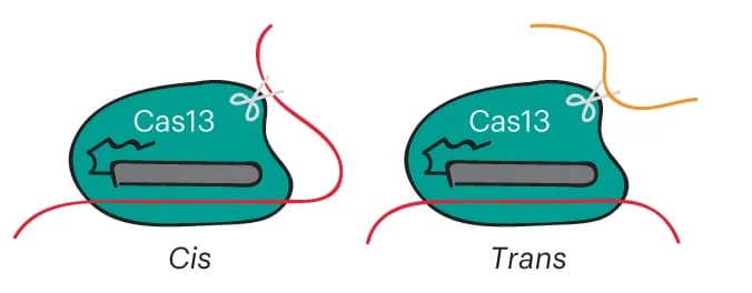 Open access visualization of Illustration, Cas13, Cleavage