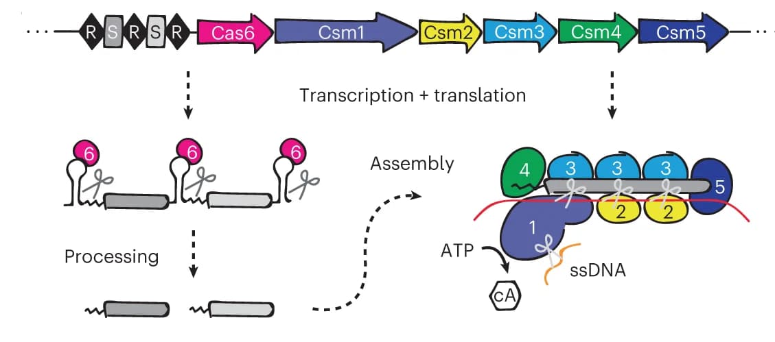 Open access visualization of Workflow, Illustration, S. thermophilus, CRISPR-Cas locus, crRNA