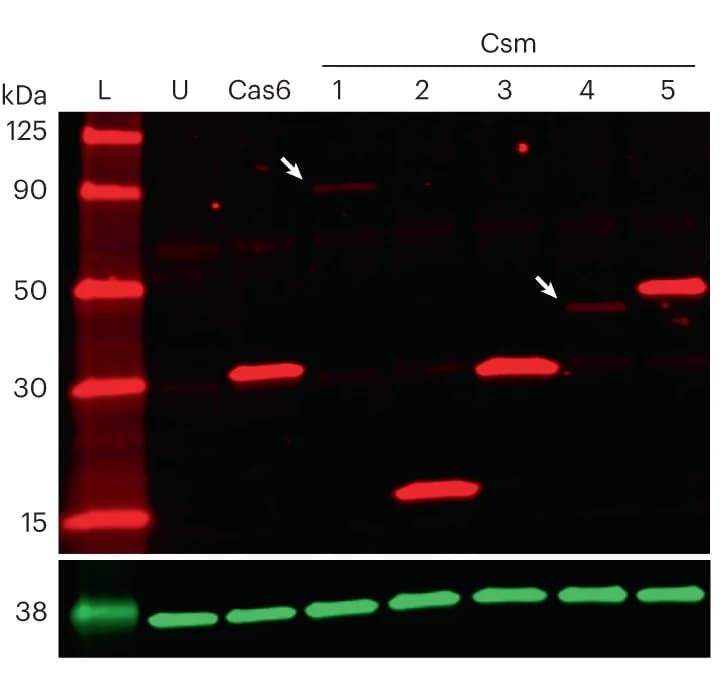 Open access visualization of Gel, Western blot, Cas/Csm proteins, HEK293T cells, GAPDH