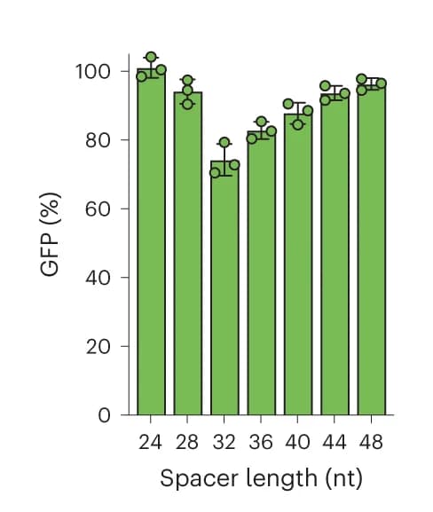 Open access visualization of Bar Plot, Error Bars, GFP fluorescence, GFP crRNA 1, Spacer length