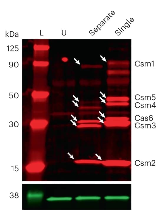 Open access visualization of Gel, Western blot, Cas/Csm proteins, HEK293T cells, GAPDH