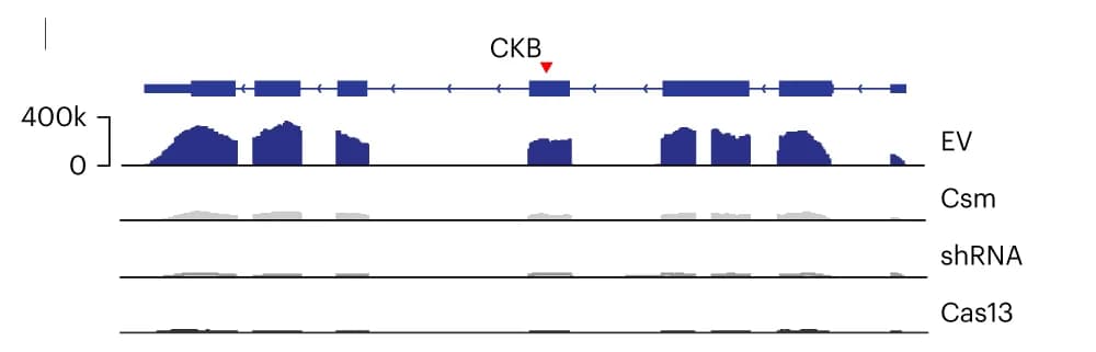 Open access visualization of Line Plot, Density Plot, RNA-seq, Read Coverage, Target Transcripts