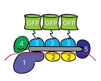 Open access visualization of Illustration, Diagram, Csm3-GFP