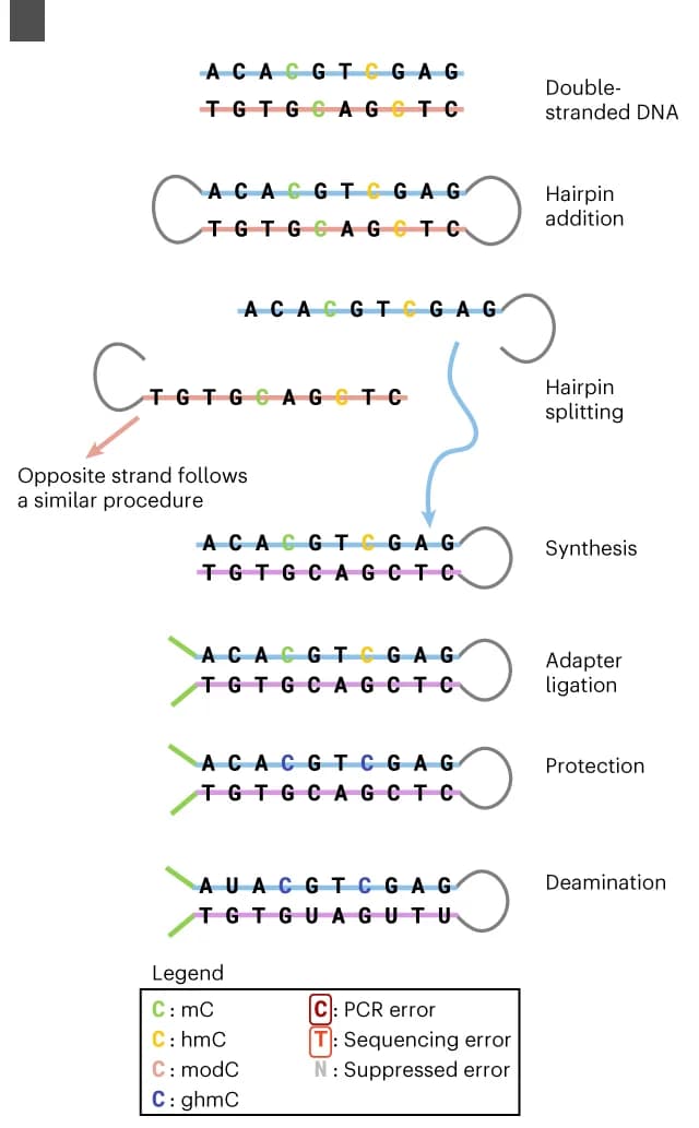 Open access visualization of Workflow, Illustration, Sequencing Protocol, Deaminated DNA Libraries, PCR Amplification