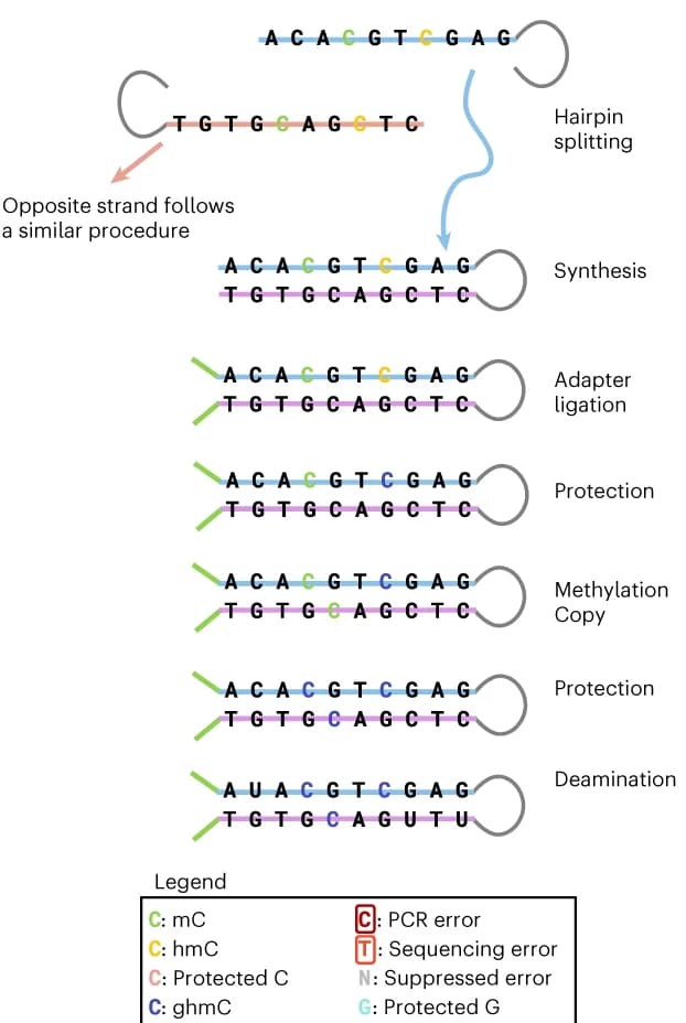 Open access visualization of Workflow, Flowchart, Illustration, Epigenetic Sequencing, Methylation
