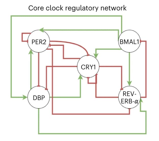 Open access visualization of Network, Pathway, Regulatory Network, Core Clock Genes