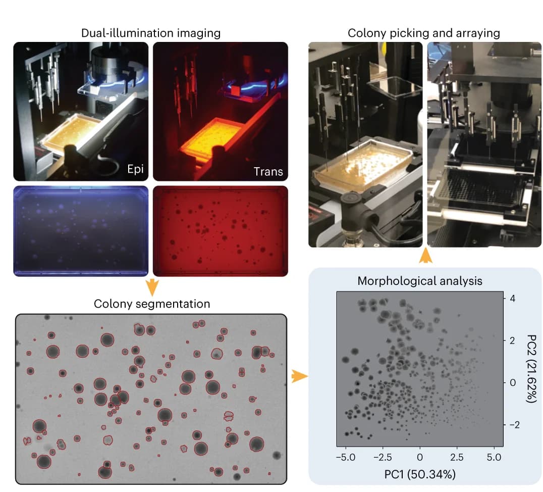 Open access visualization of Scatter Plot, PCA, Microscopy, Photo, Morphology-guided Isolation