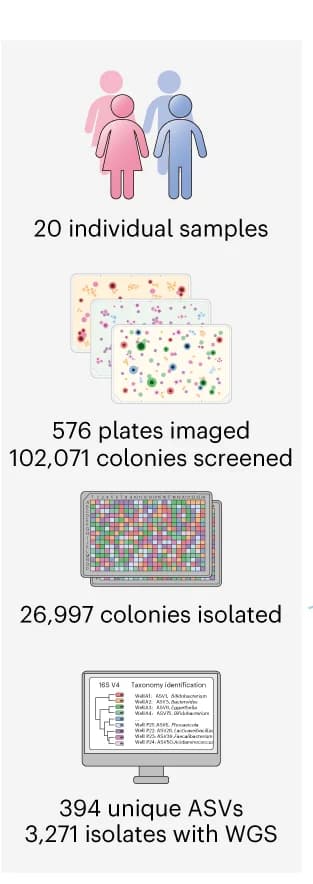 Open access visualization of Workflow, Illustration, Gut Isolate Biobanks