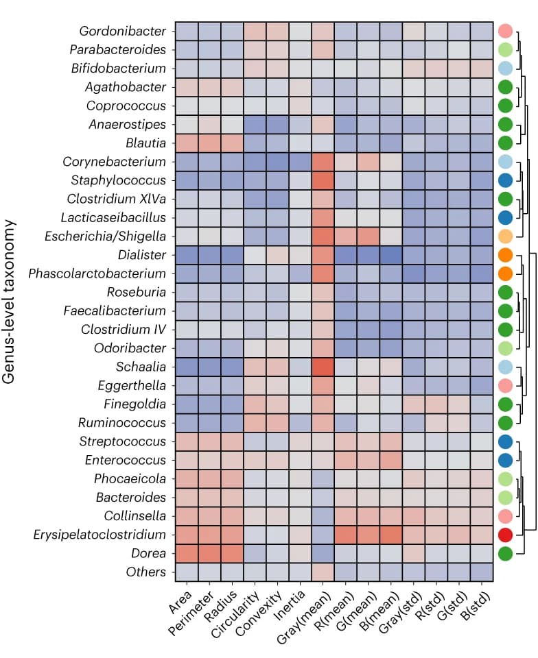 Open access visualization of Heatmap, Clustered, Morphological Features, Bacterial Genera, Hierarchical Clustering