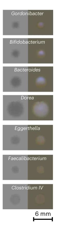 Open access visualization of Photo, Colony Images, Transillumination, Epillumination