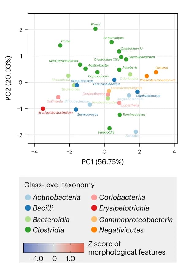 Open access visualization of Scatter Plot, PCA, Genera, Colony Morphological Features, Taxonomy