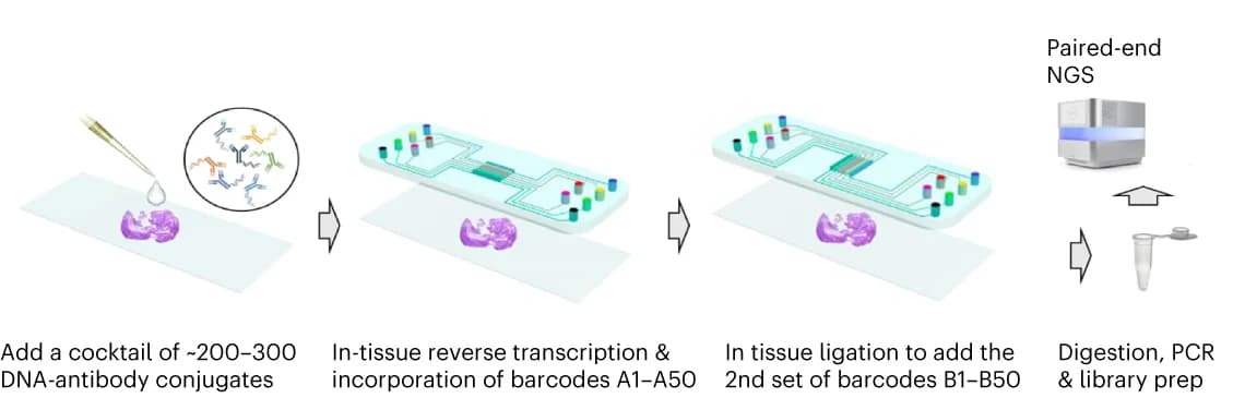 Open access visualization of Workflow, Illustration, spatial-CITE-seq, Protein Markers, DNA Barcodes