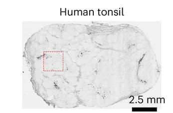 Open access visualization of Microscopy, Human Tonsil, Tissue Section, Spatial-CITE-seq