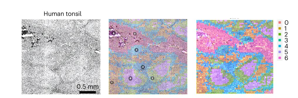 Open access visualization of Microscopy, Tissue Image, Spatial Proteomic Clusters