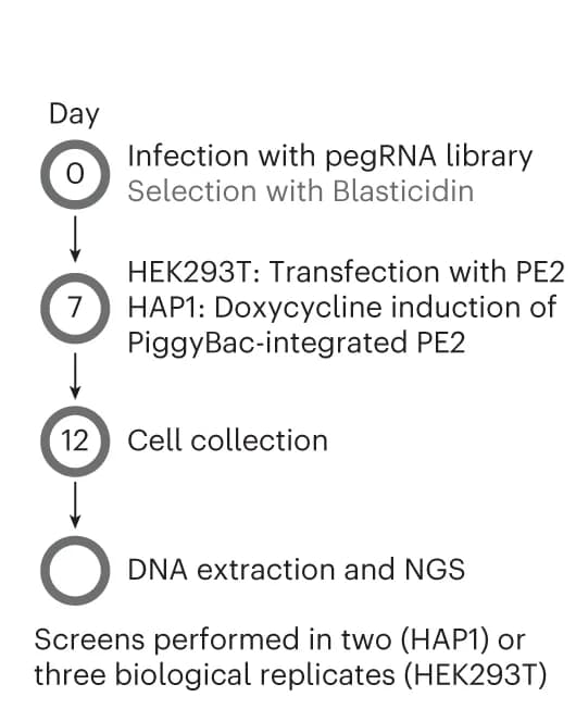 Open access visualization of Workflow, Flowchart, Experimental Design, NGS, Next Generation Sequencing
