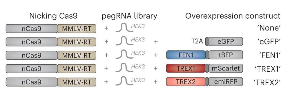 Open access visualization of Workflow, Screens, Overexpression Constructs, Schematic