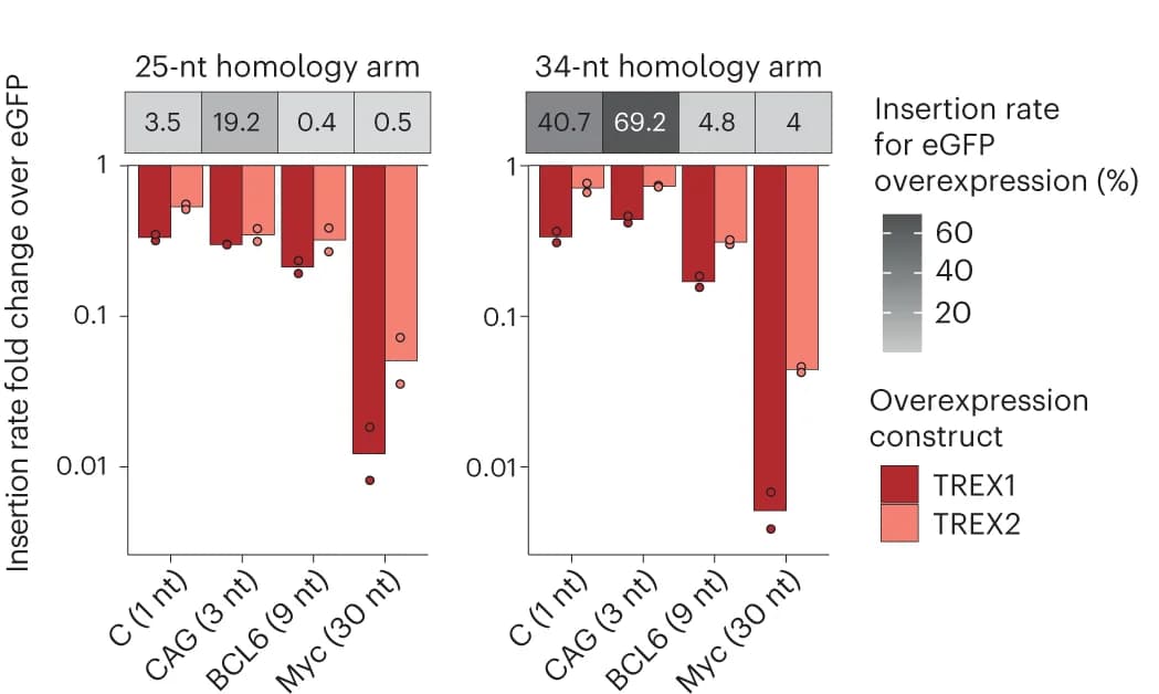 Open access visualization of Bar Plot, Scatter Plot, Insertion Frequency, eGFP, Homology Arm Lengths