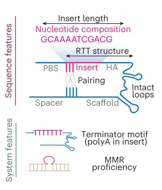 Open access visualization of Illustration, Model Features, Schematic Representation