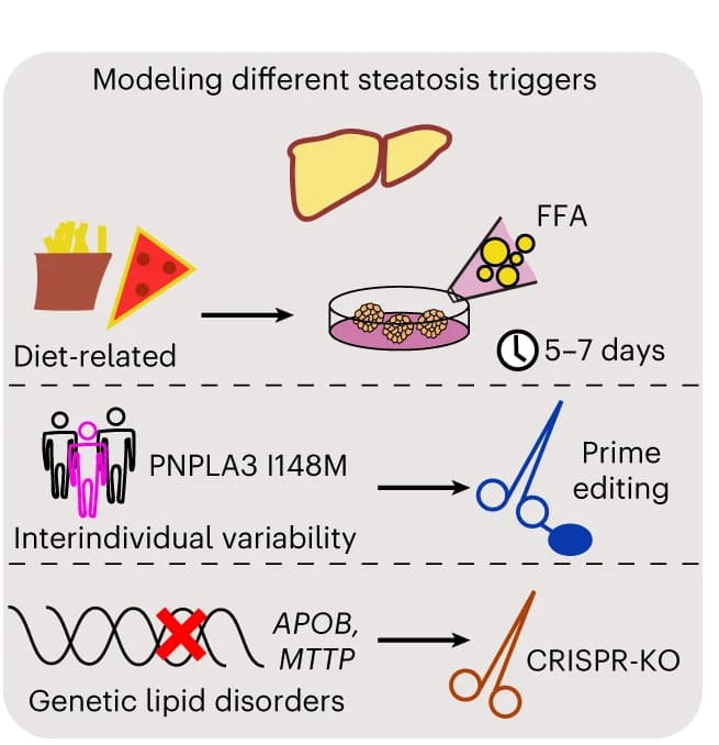 Open access visualization of Workflow, Illustration, Hepatic Steatosis, Organoid Models