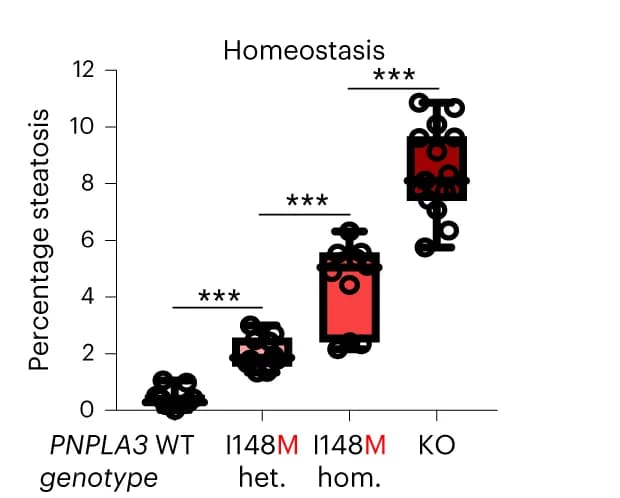 Open access visualization of Box Plot, Scatter Plot, Steatosis, PNPLA3 Variant Organoids, PNPLA3 WT