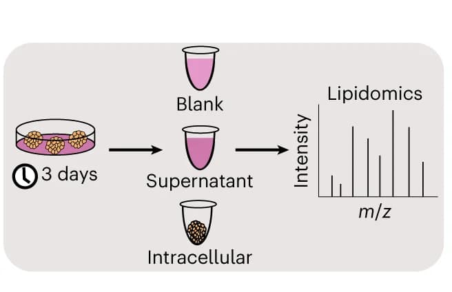 Open access visualization of Workflow, Illustration, Bar Plot, Lipidomics, Organoid Cultures
