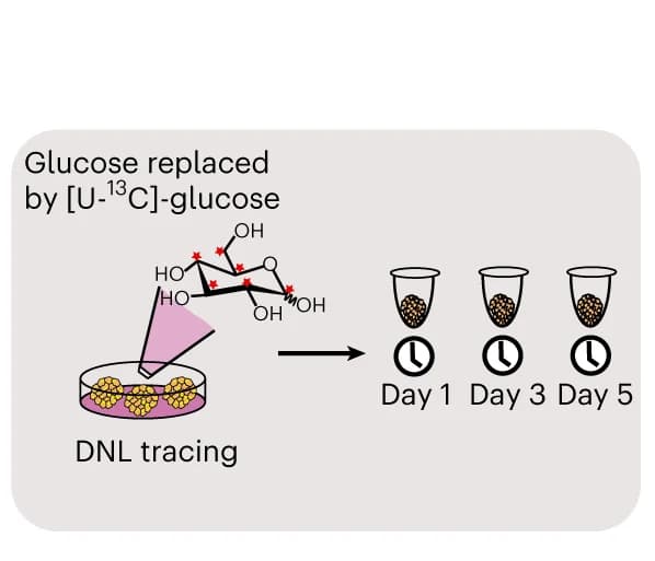 Open access visualization of Workflow, Illustration, DNL Tracing, Glucose, APOB -/- Organoids